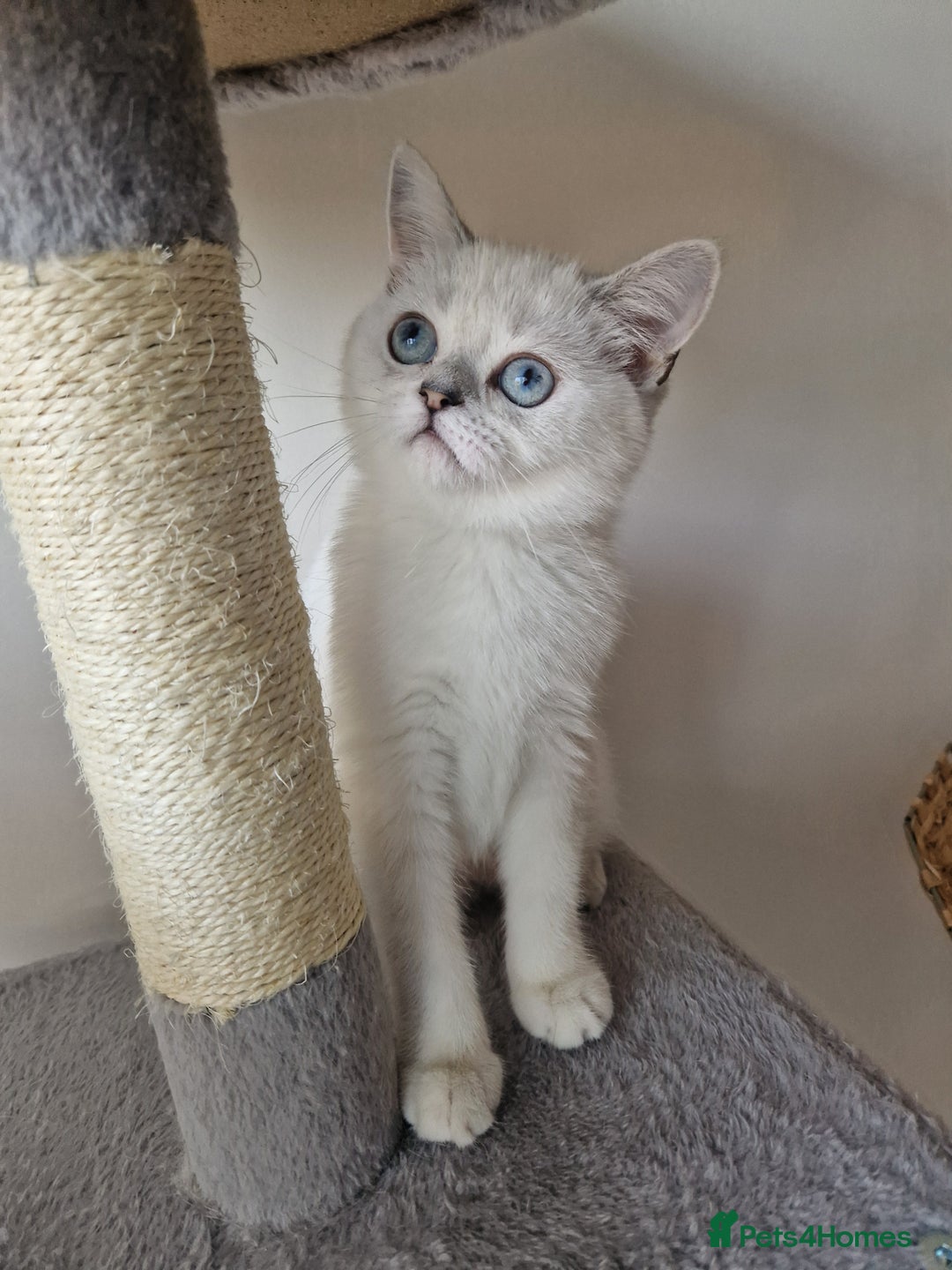 Scottish Fold cats for sale: Schotish straith and fold kittens😻 - Image 12