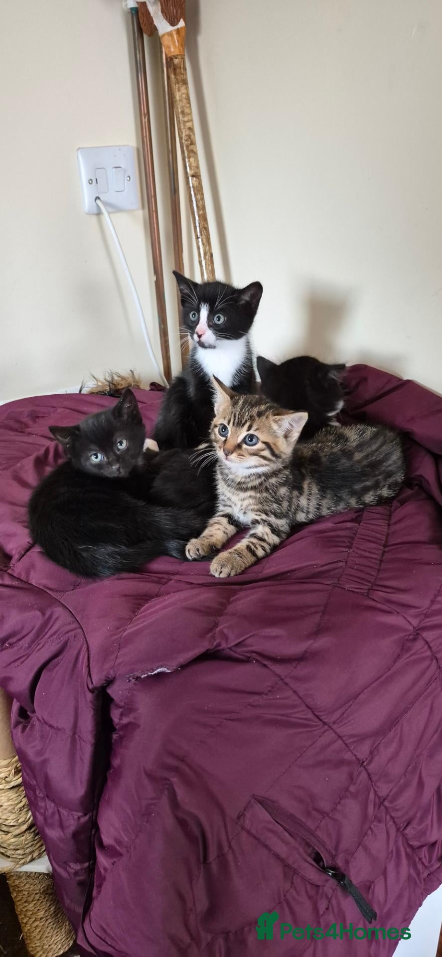 Mixed Breed cats Stunning very loving kittens  - Advert 2