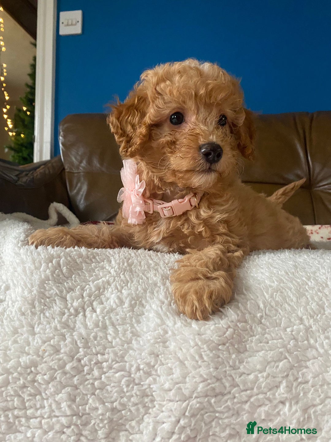 Cavapoo dogs for sale: Beautiful F2 cavapoo girls  - Advert 17