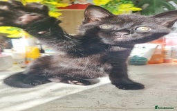 Mixed Breed cats for sale: Phoenix, Cloudy and Rose  - Image 9