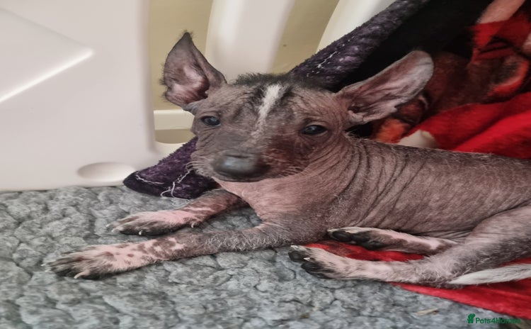 Mexican Hairless dogs - Advert 1