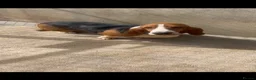 Basset Hound dogs for sale: Female Basset hound  in Burnley - Advert 5