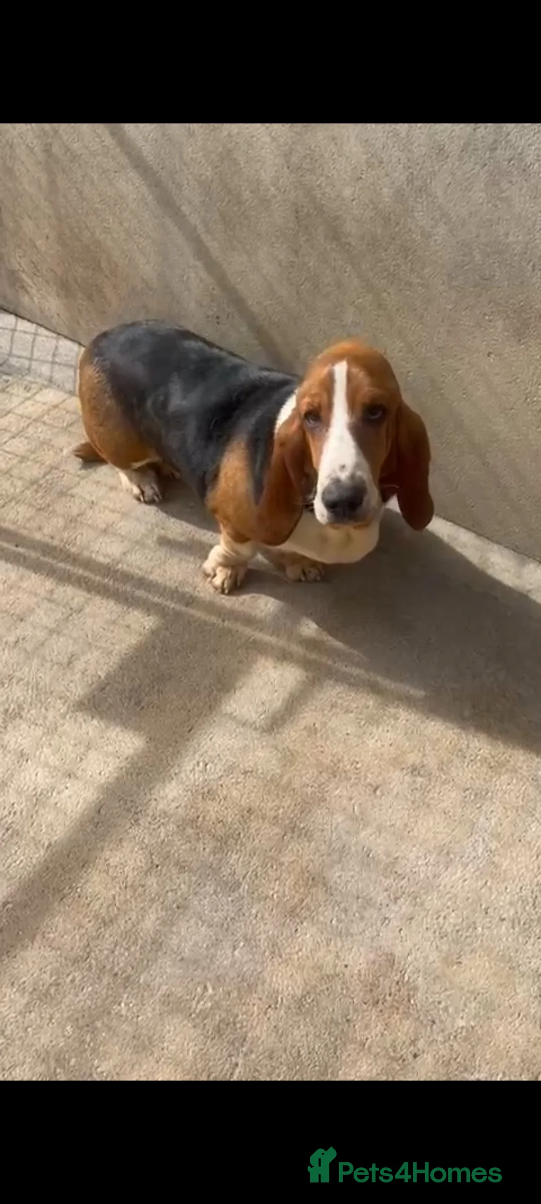 Basset Hound dogs for sale: Female Basset hound  in Burnley - Advert 5