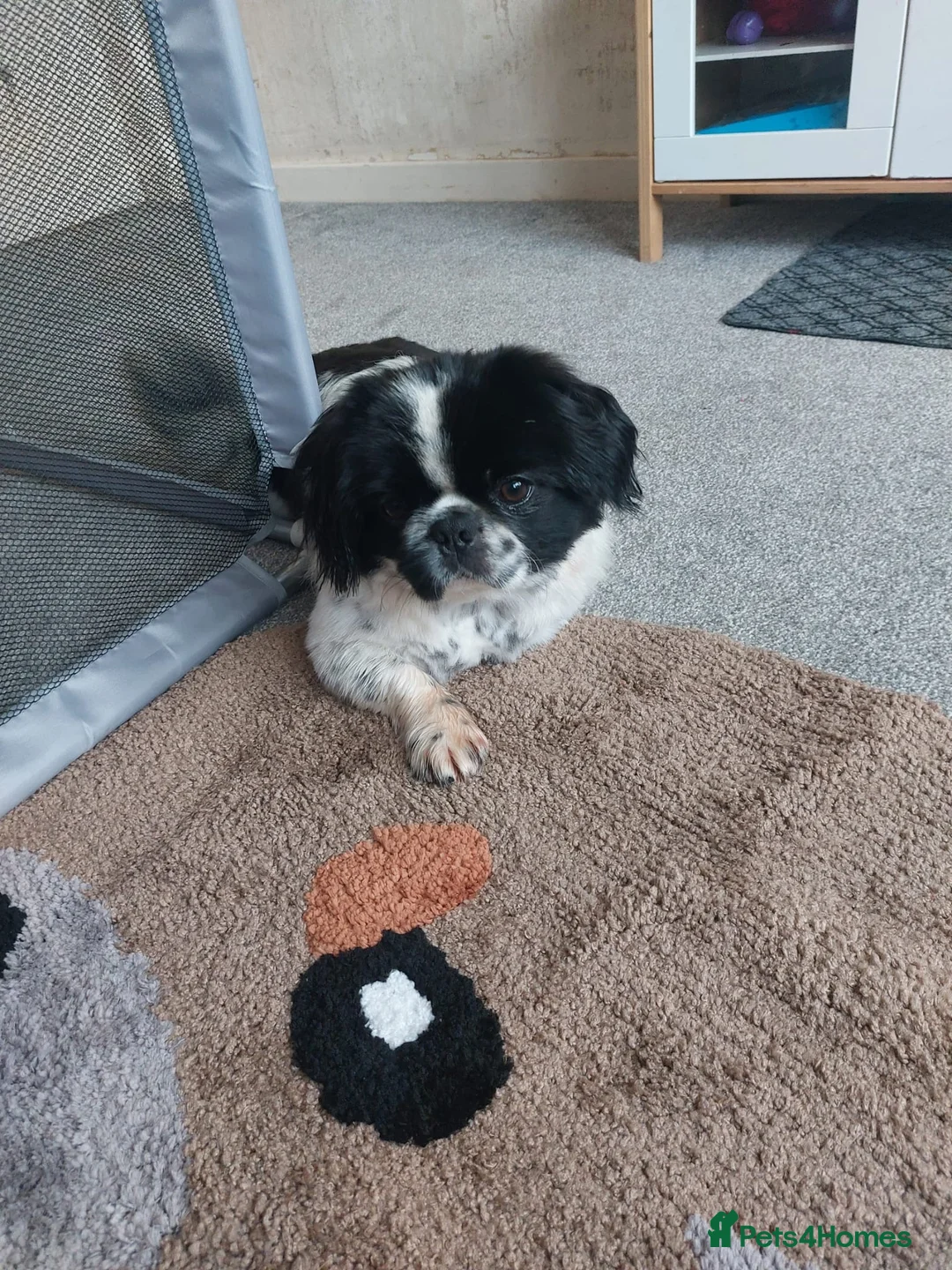 Pekingese dogs for sale: Puppy  - Advert 5