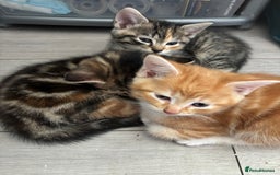 Mixed Breed cats for sale: 😻Happy kittens 😻 - Image 6