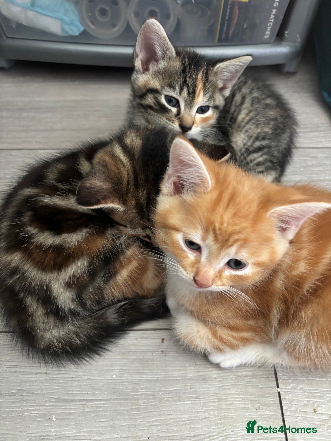 Mixed Breed cats for sale: 😻Happy kittens 😻 - Image 6