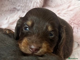 Miniature Dachshund dogs Long hair tiny kc reg dachshund babies - Advert 1