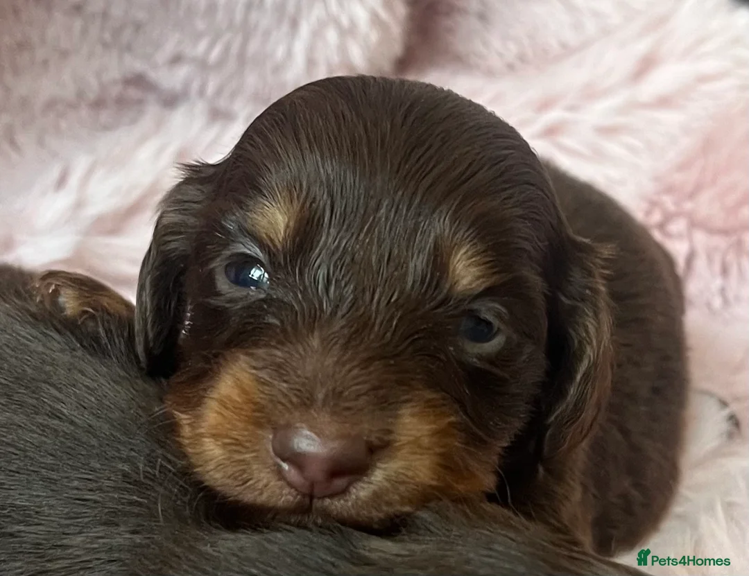 Miniature Dachshund dogs for sale: READY NOW Long hair tiny KC - Advert 3