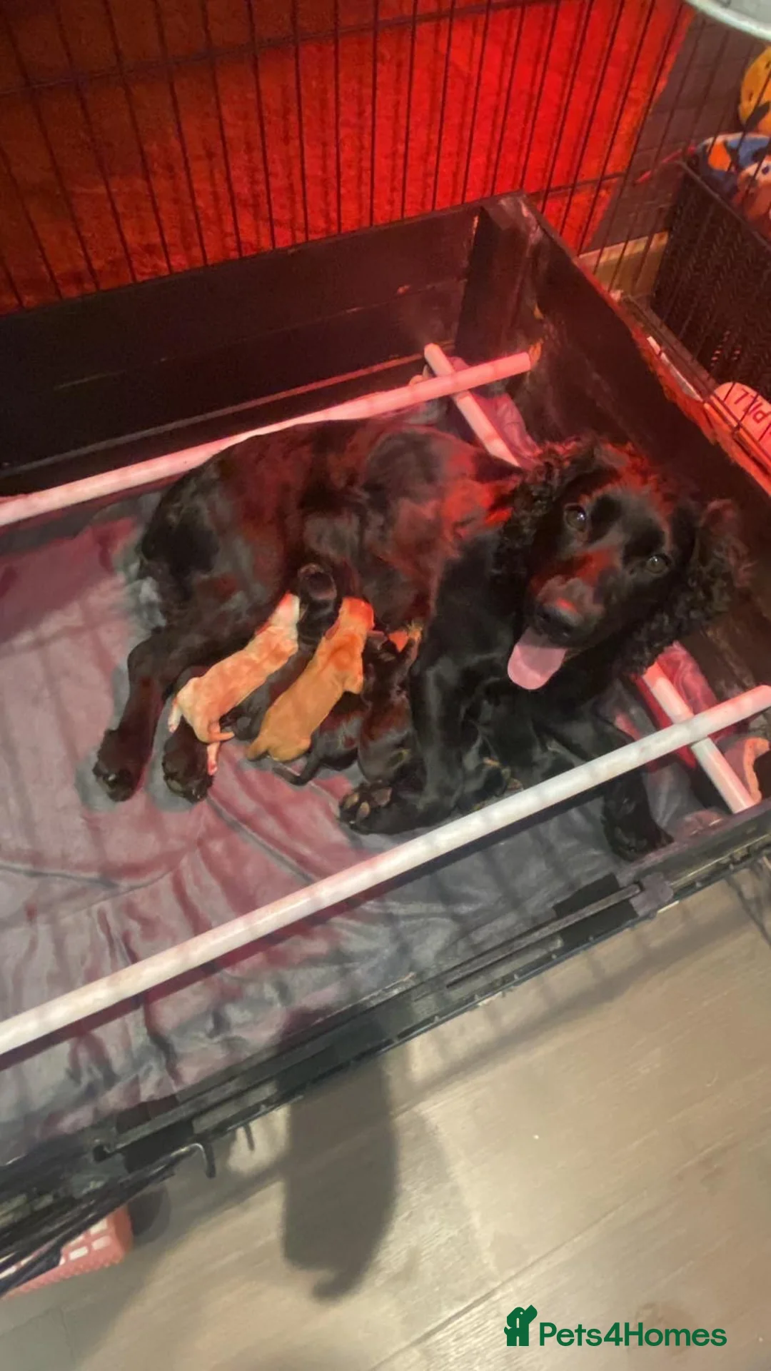 Cocker Spaniel dogs for sale: Working cockers  - Advert 12