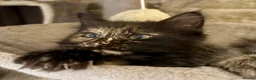 Ragcoon cats for sale: Beautiful Ragcoon kittens 🐱  - Advert 11