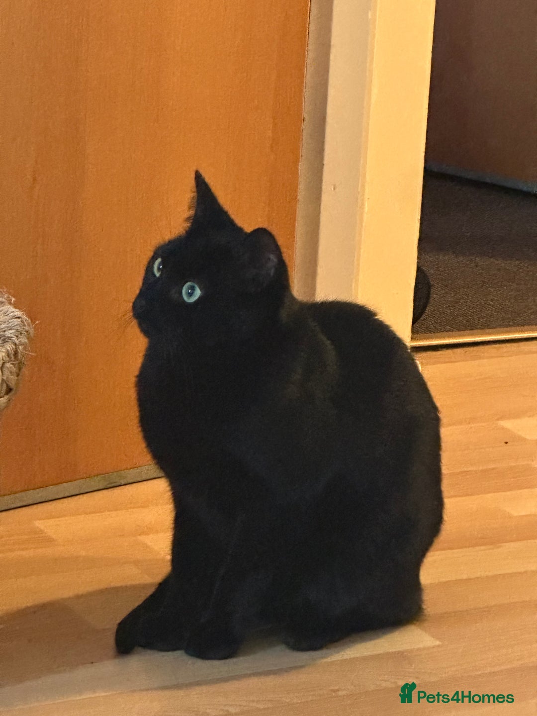 British Shorthair cats for sale: Male Adult Black British shorthair cat - Image 3