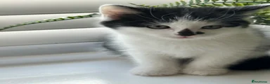 Domestic Shorthair Kitten 3