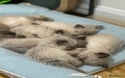 Ragdoll cats for sale: Beautiful family reared Ragdoll kittens  - Image 12