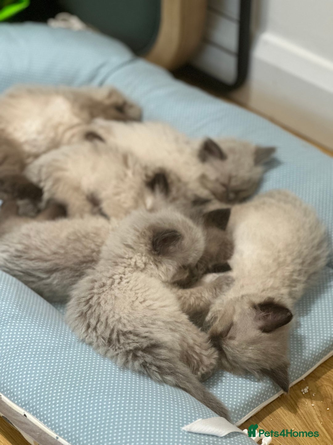 Ragdoll cats for sale: Beautiful family reared Ragdoll kittens  - Image 12