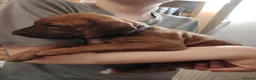 Rhodesian Ridgeback dogs for sale: Beautiful Rhodesian Ridgeback puppies-Family pet - Advert 28
