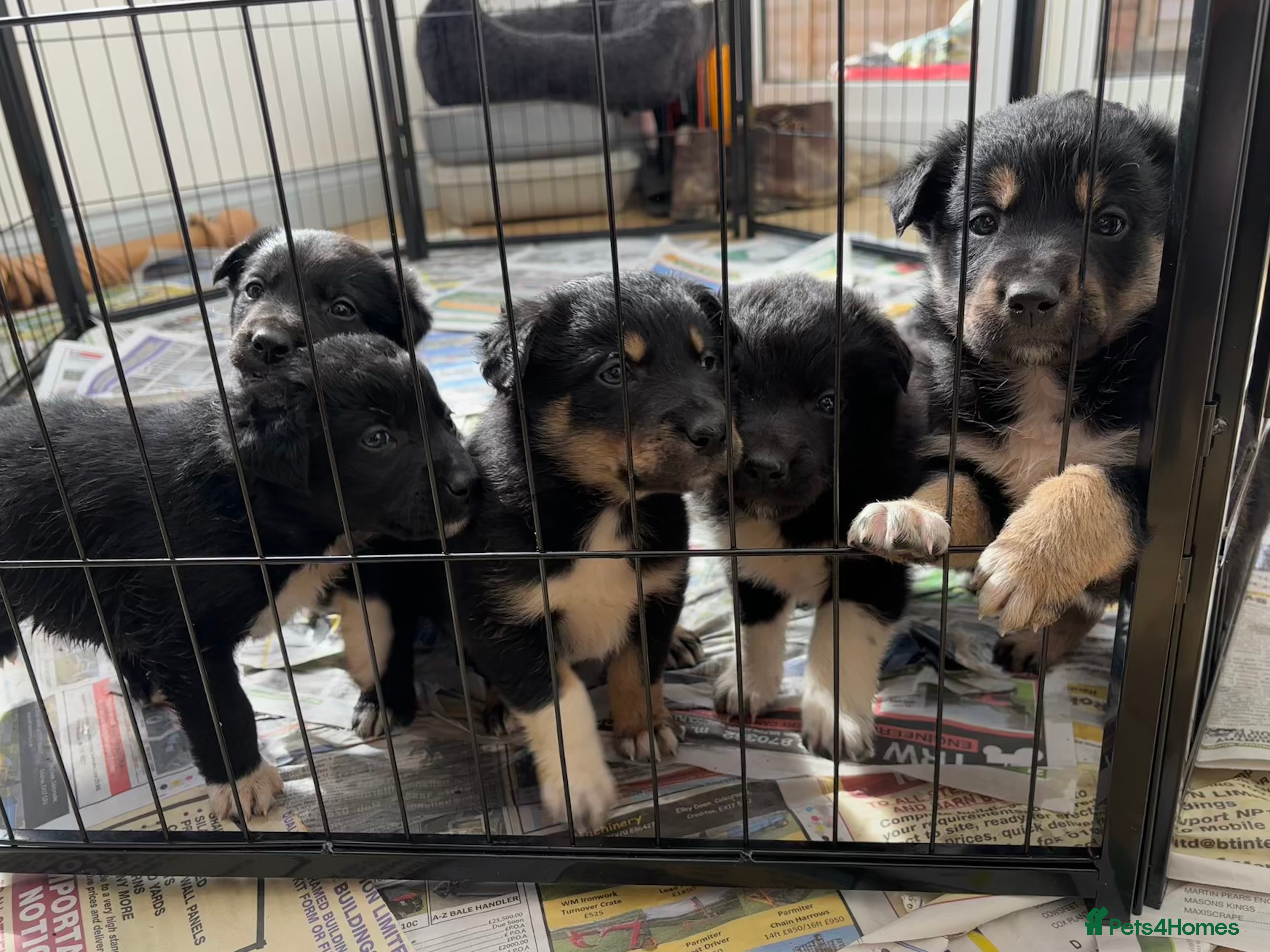 Mixed Breed dogs COLLIE X HUNTAWAY PUPPIES - Advert 3