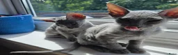 Mixed Breed cats for sale: Silver BioVelvet Males – TICA Lines Velvet Texture - Advert 12