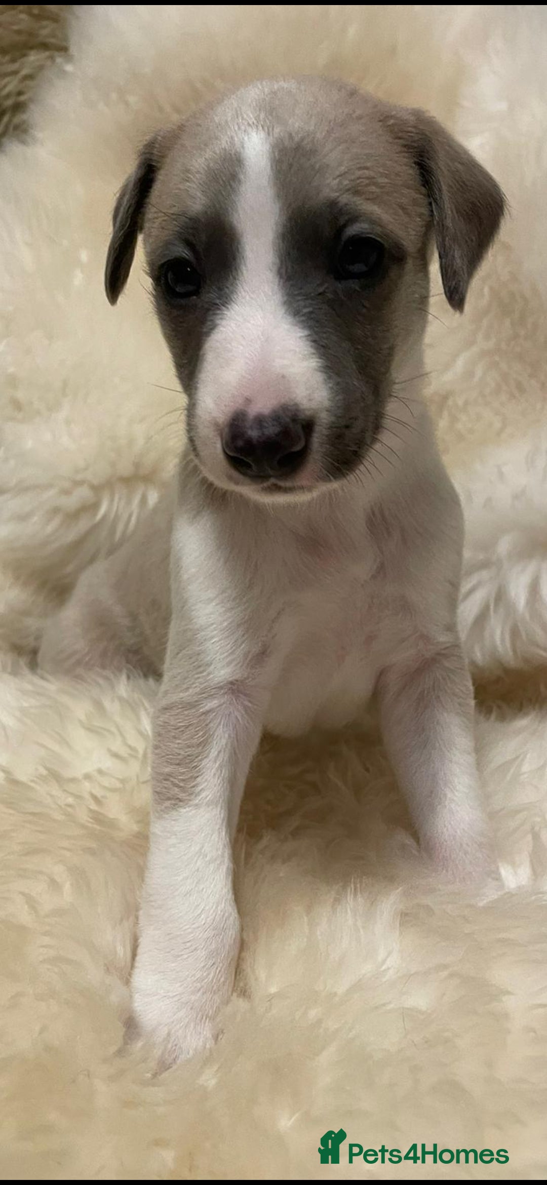 Whippet dogs for sale: KC  REG WHIPPET PUPS - Advert 34