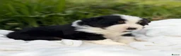 Mixed Breed dogs for sale: ⭐️SUPER RARE BERNESE x AUSTRALIAN SHEPHERD PUPS⭐️ in New Quay - Advert 35