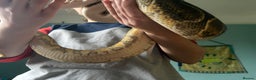 Python Snake reptiles for sale: Ball Pythons Leopard YB lesser enchi gravel pastel - Advert 11