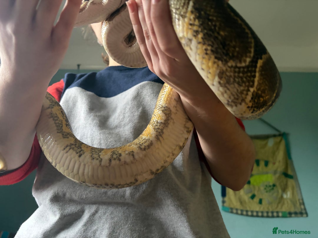 Python Snake reptiles for sale: Ball Pythons Leopard YB lesser enchi gravel pastel - Advert 11
