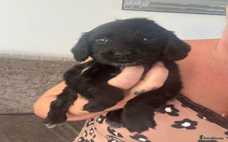 Cocker Spaniel dogs for sale: Stunning litter of working cocker spaniel puppies  - Image 7