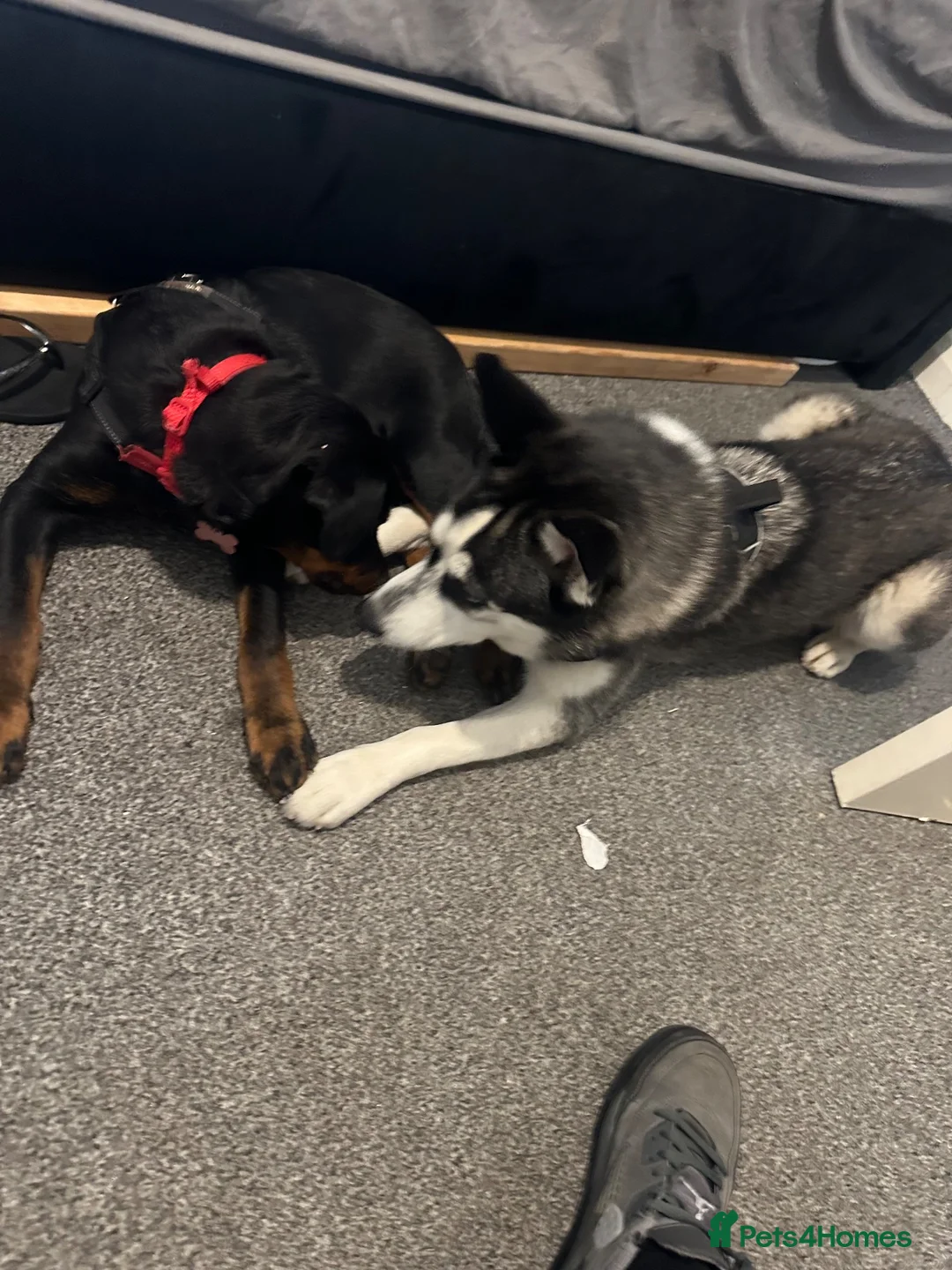 Siberian Husky dogs for sale: 10 Month Old Siberian Husky — Sweet Girl  in Barking - Advert 4