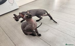 Sphynx cats for sale: 6 Lovely Canadian Sphynx kittens - Image 27