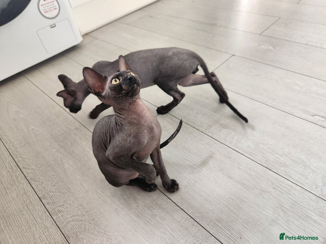 Sphynx cats for sale: 6 Lovely Canadian Sphynx kittens - Image 27