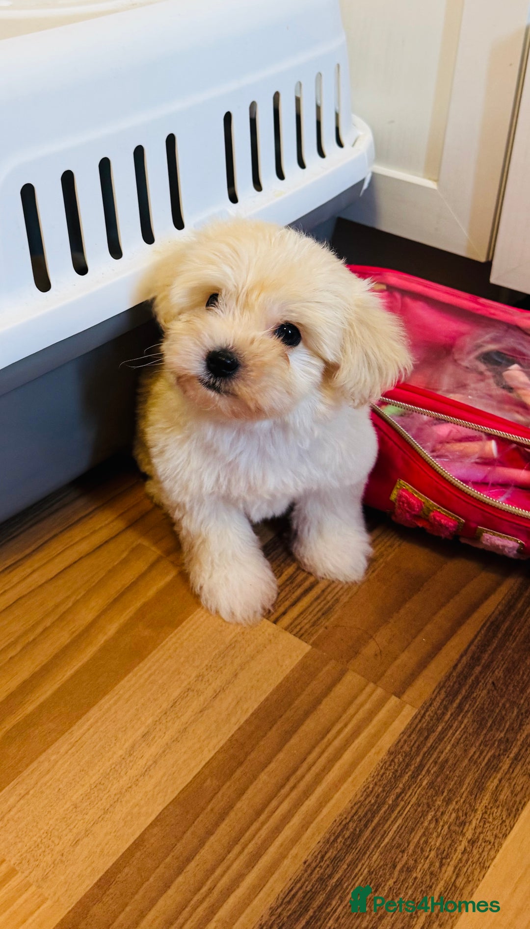 Maltipoo dogs for sale: Gorgeous Maltipoo Puppies  - Image 10