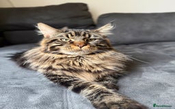 Maine Coon cats for sale: HURRY!! 10-MONTH-OLD MAINE COON KITTENS FOR SALE🐱 - Image 3