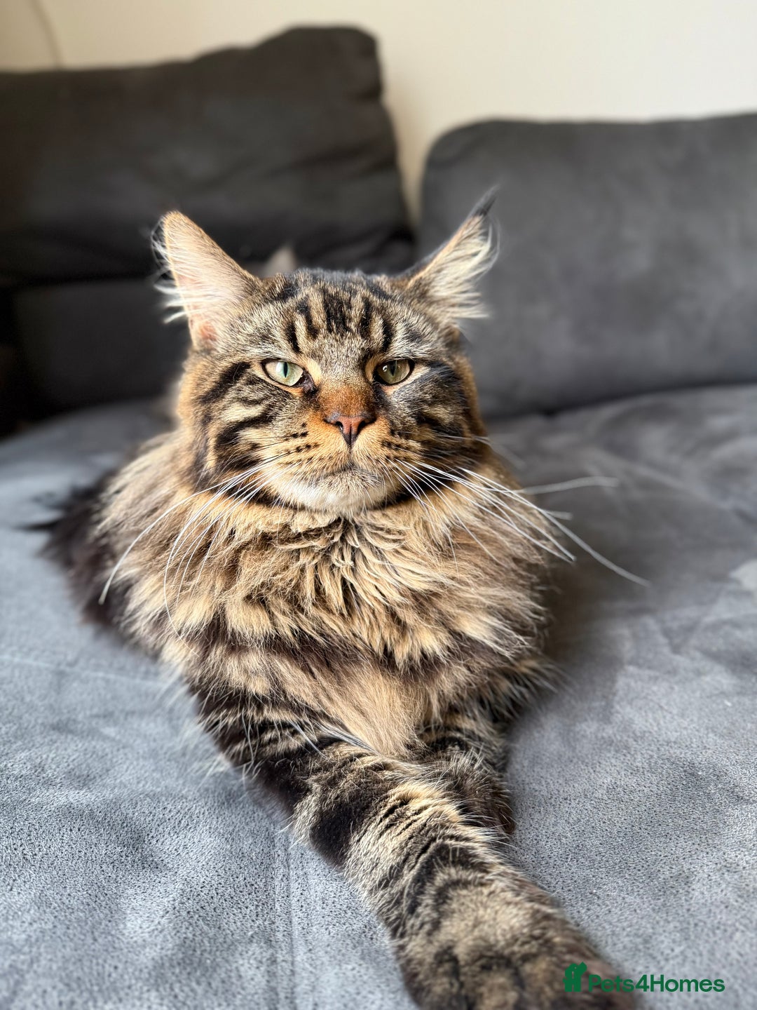 Maine Coon cats for sale: HURRY!! 10-MONTH-OLD MAINE COON KITTENS FOR SALE🐱 - Image 3