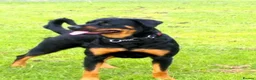 Rottweiler dogs for sale: Fluffy rottie puppy  - Advert 4