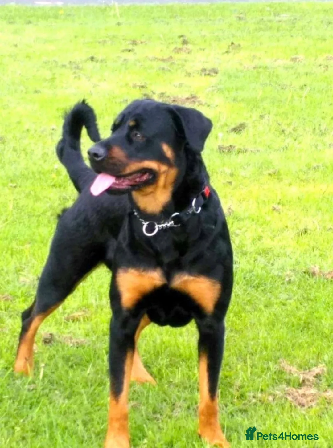 Rottweiler dogs for sale: Fluffy rottie puppy  - Advert 4