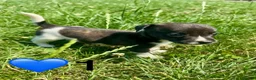 Jack Russell dogs for sale: Beautiful Jack Russell Pups Ready for Forever Home - Advert 17