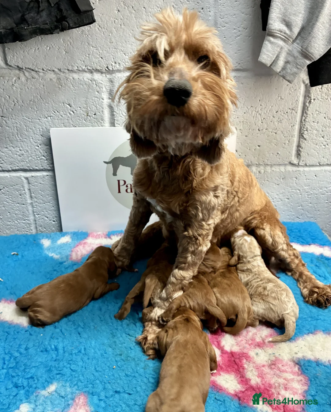 Cavapoo dogs for sale: ✨ Lovely Cavapoo puppies ✨ - Advert 6