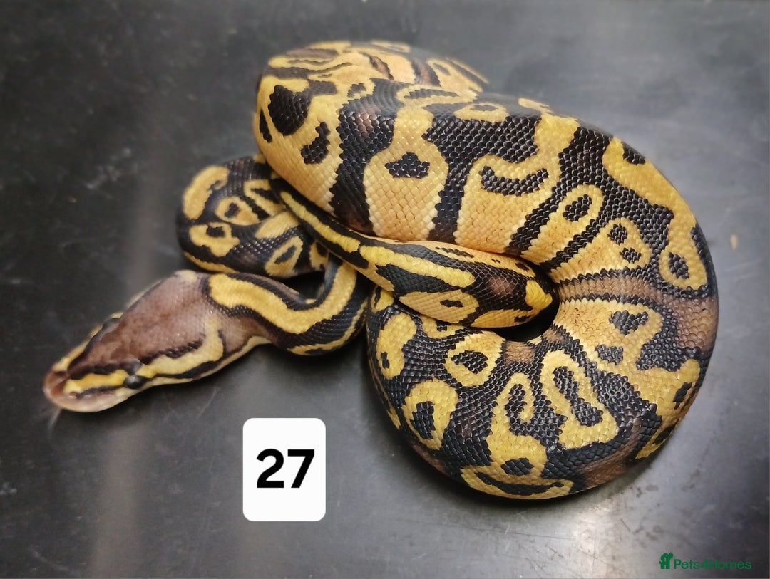 Python Snake reptiles for sale: Hatchling Royal Python's  - Image 15