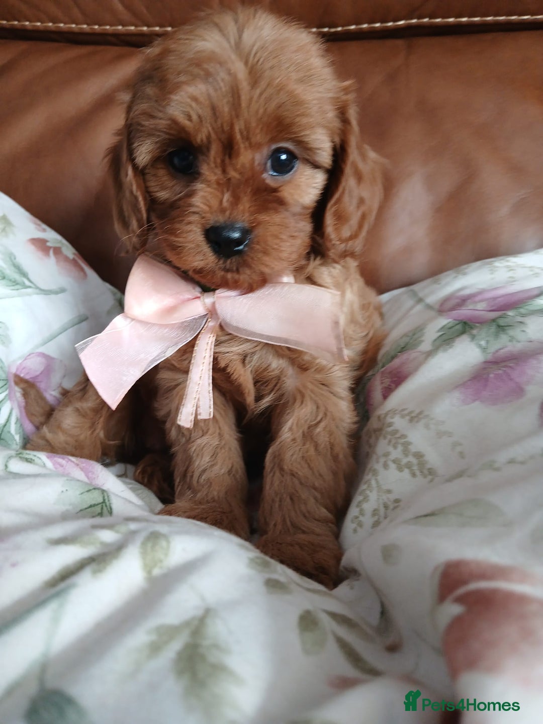 Cavapoo dogs for sale: Cavapoo puppies for sale - Image 7
