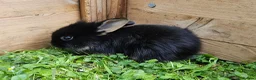 Mixed Breed rabbits for sale: Adorable Bunniesfor Sale! - Advert 5
