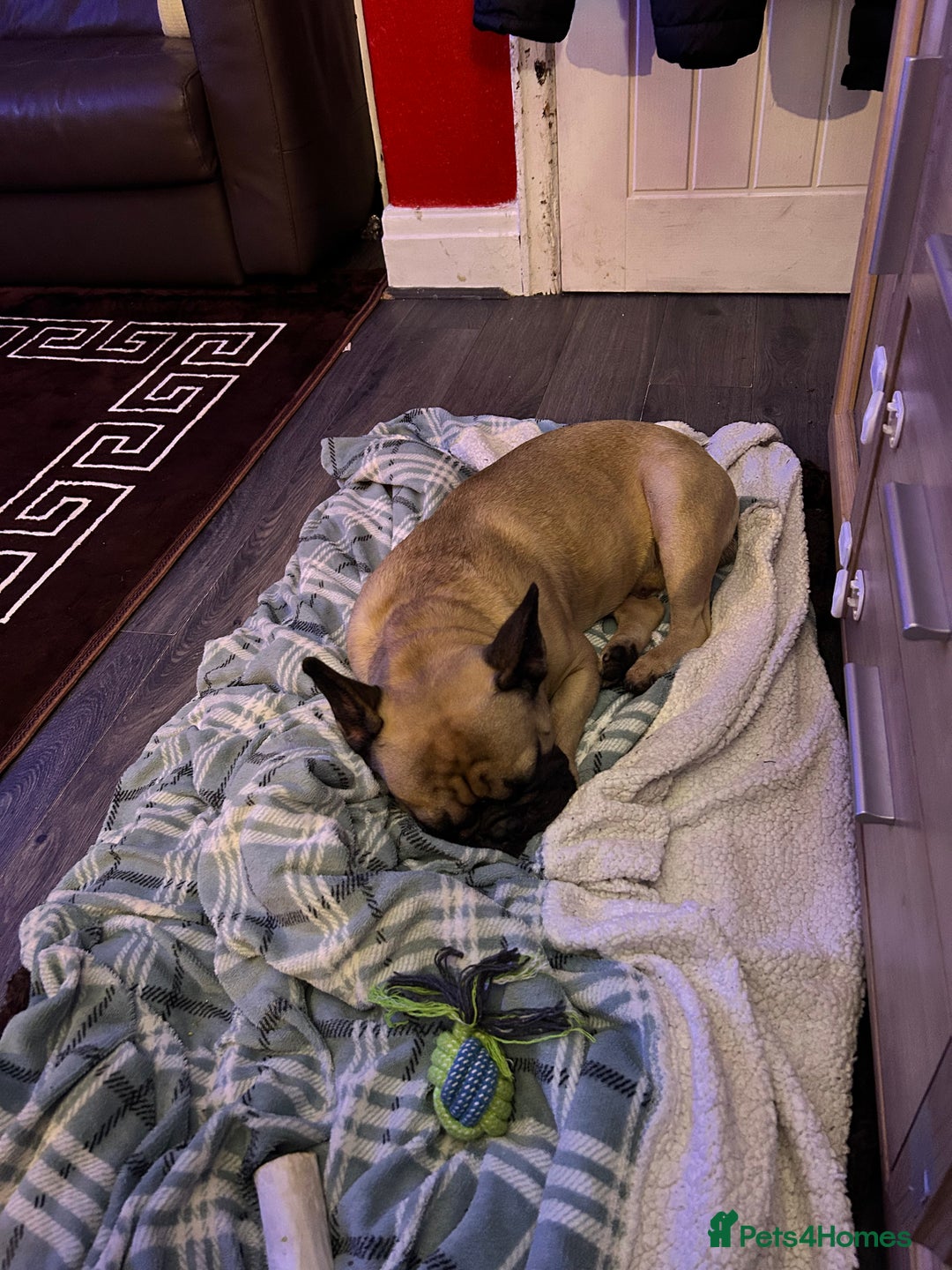 French Bulldog dogs for sale: Bear (French Bulldog) - Advert 4