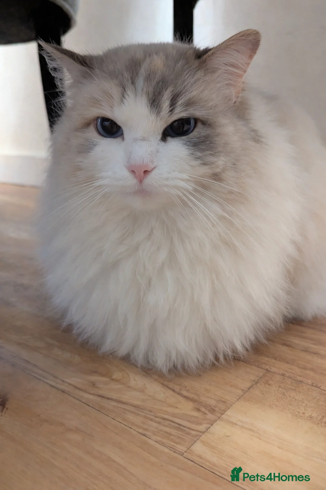 Ragdoll cats for sale: Beautiful Female Ragdoll Looking for a Loving Home - Advert 3