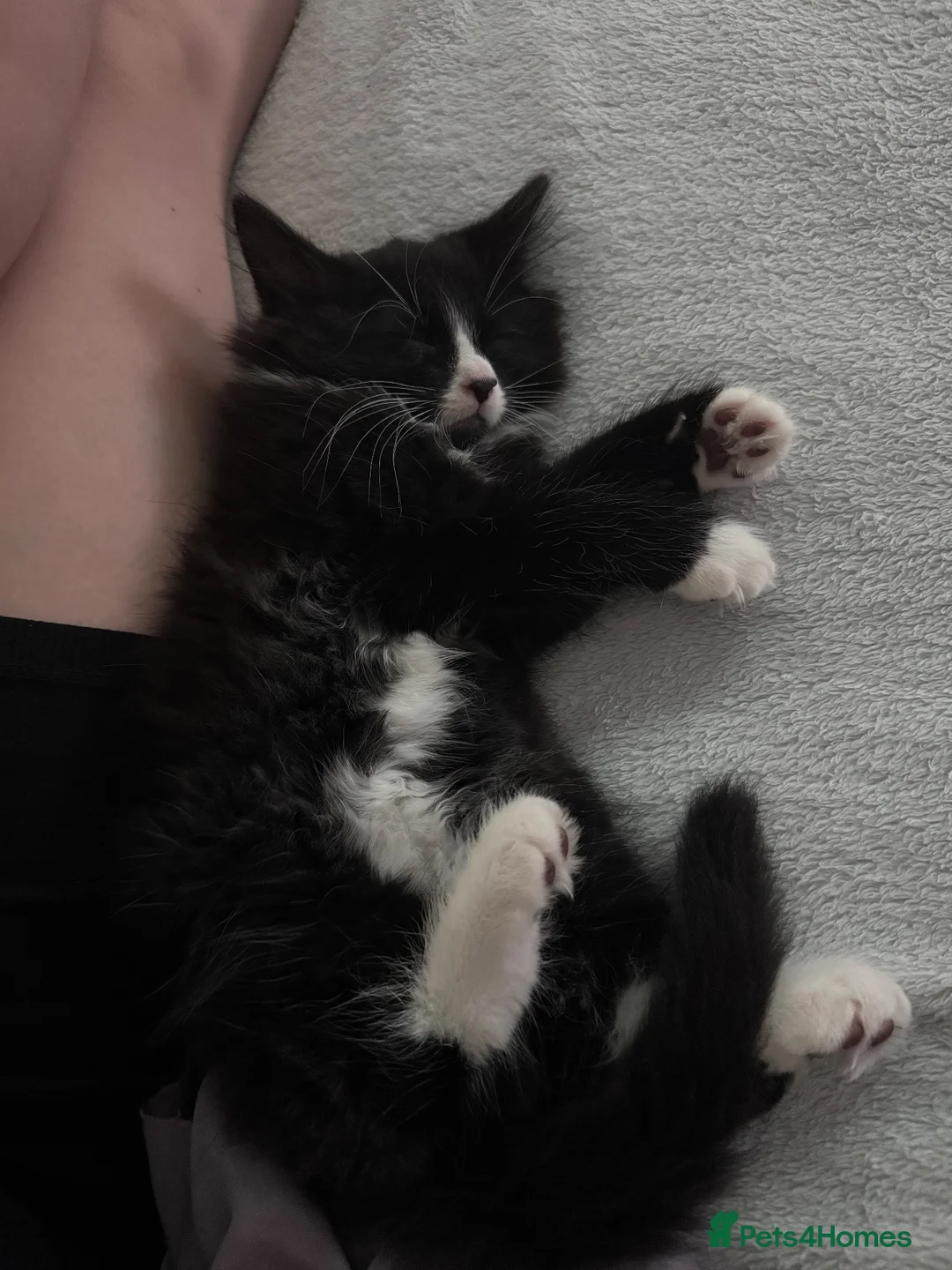 British Longhair cats for sale: Beautiful Felix for rehome - Advert 2