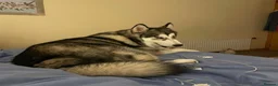 Alaskan Malamute dogs for adoption: Teddy (Alaskan Malamute) in Southampton - Advert 16