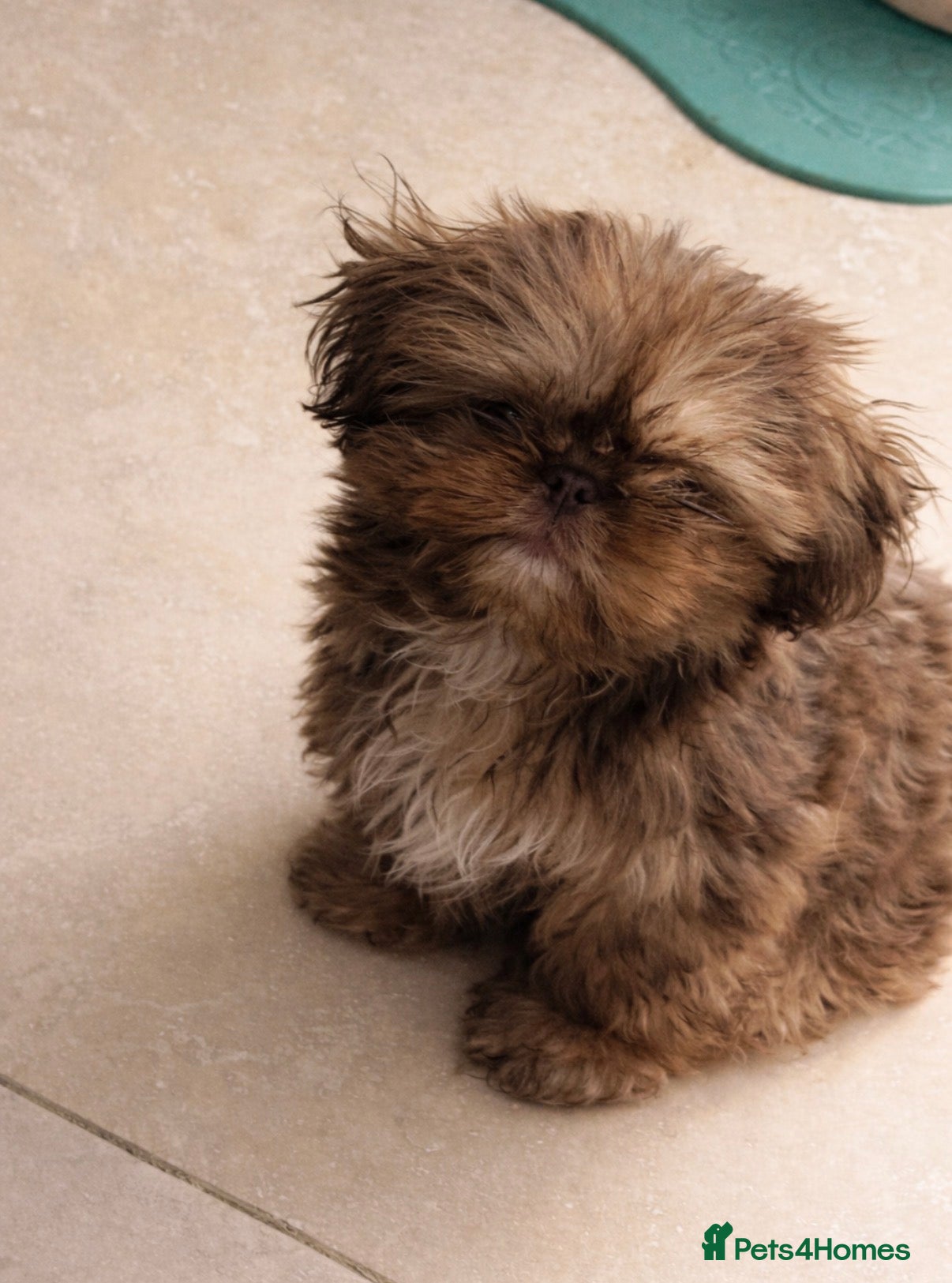 Shih Tzu dogs Imperial Shih Tzu  - Advert 18