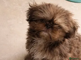 Shih Tzu dogs Imperial Shih Tzu - Advert 18