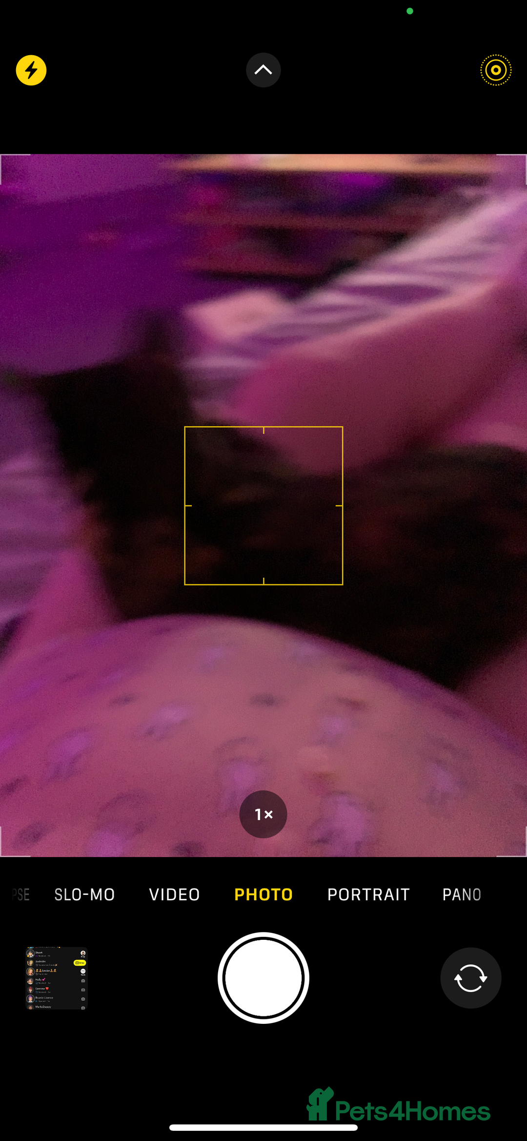 Mixed Breed cats for sale: Female one year old cat  - Image 3