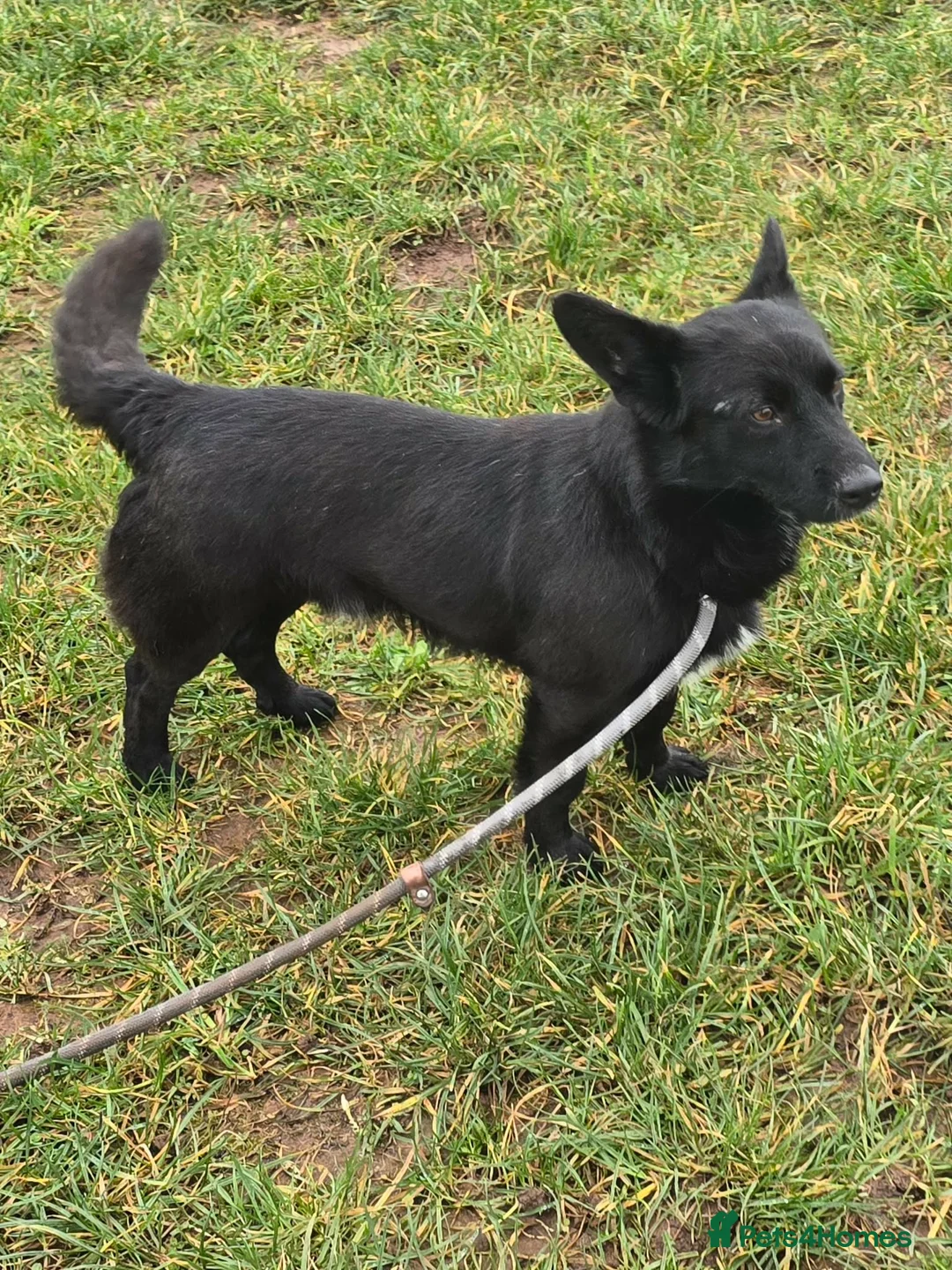 Mixed Breed dogs for adoption: BOB   - Advert 10