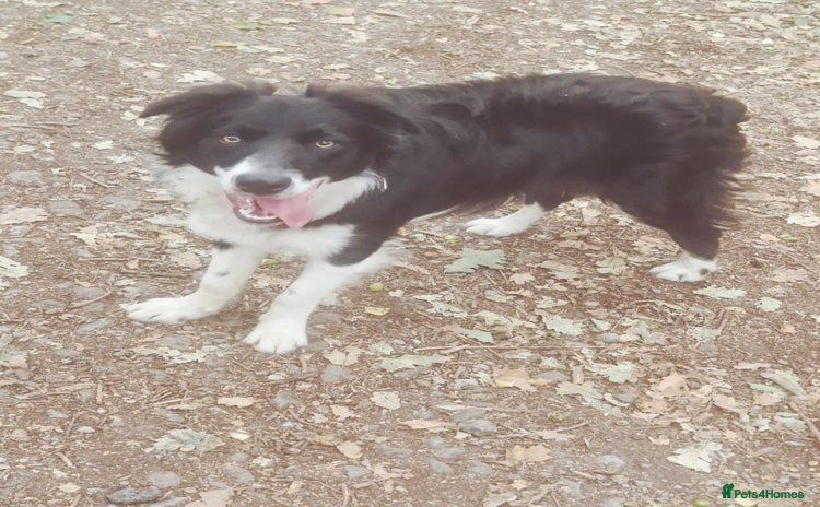 Border Collie dogs - Advert 1