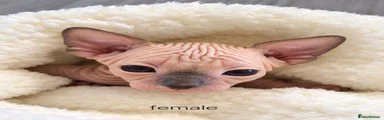 Sphynx 4