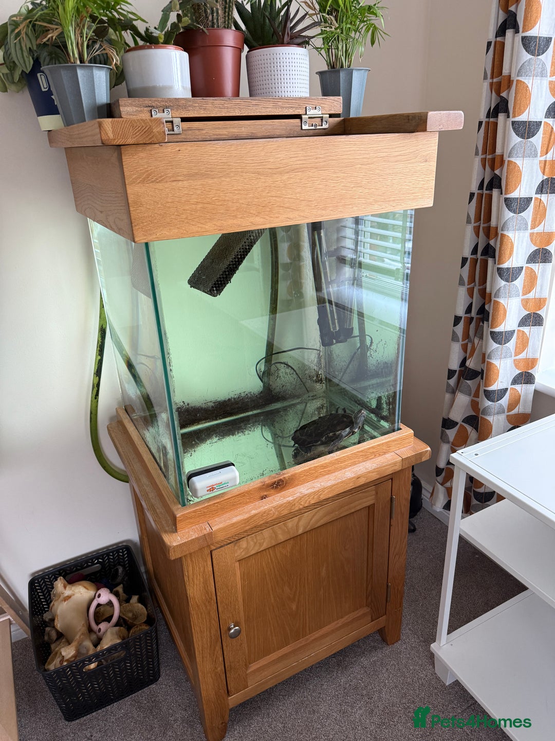 Turtle reptiles for sale: Mississippi Map Turtle & Tank - Image 8